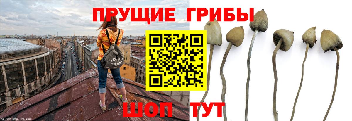 Псилоцибиновые грибы Psilocybe  Вход с VPN  Кохма 
